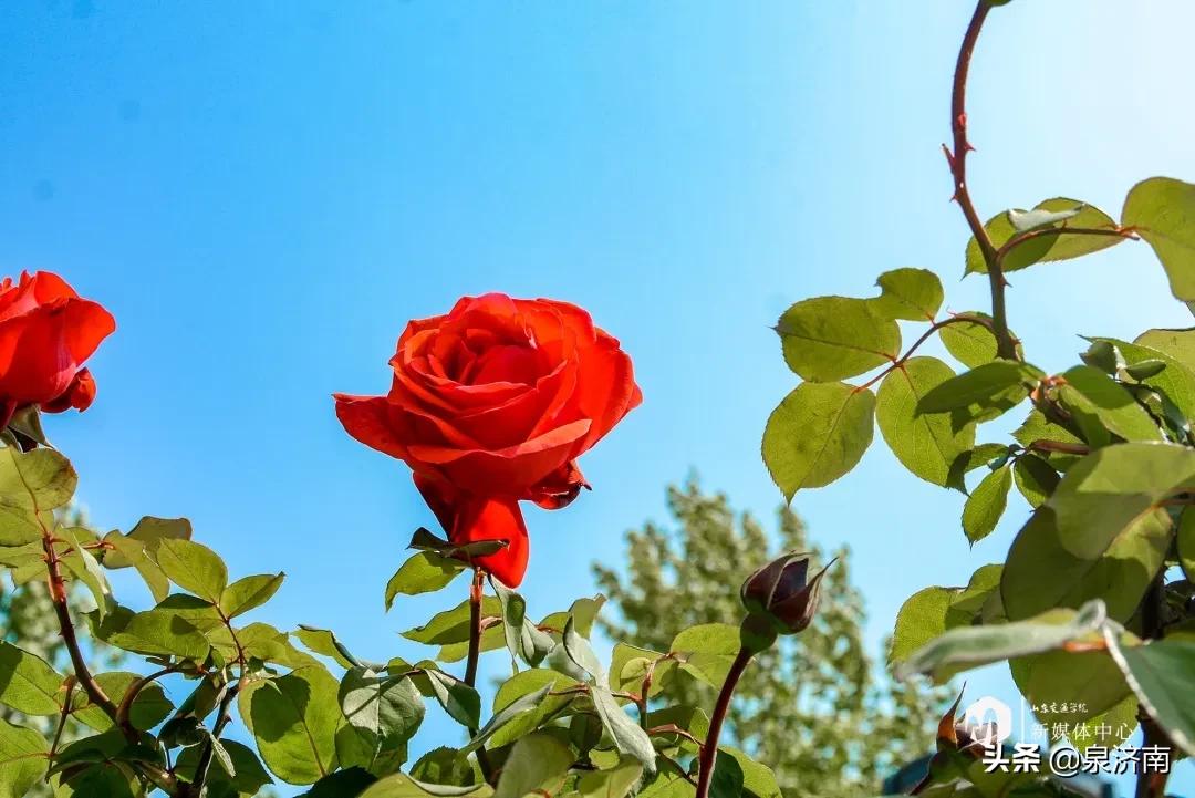 楂樻牎椋庨噰绯诲垪,楂樻牎椋庨噰灞曠ず瑙嗛