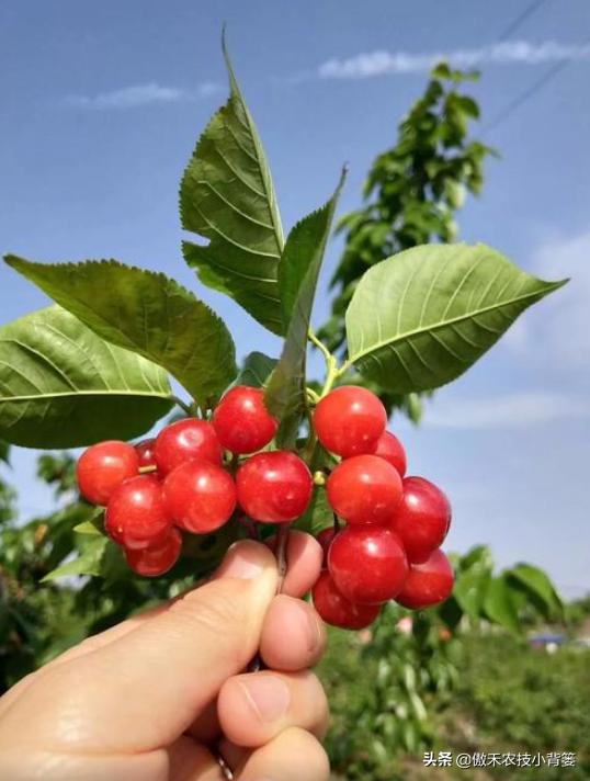 温室大棚大樱桃的高产栽培技术,一根棍大樱桃密植高产树形管理