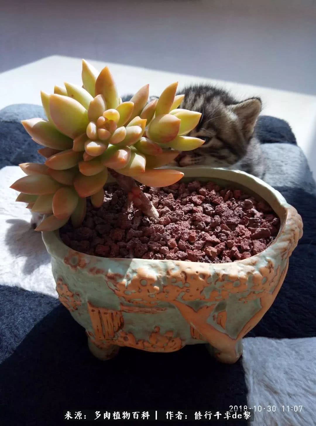 鱼和熊掌不可兼得自由和爱情,鱼和熊掌不可兼得胖和丑如影随形