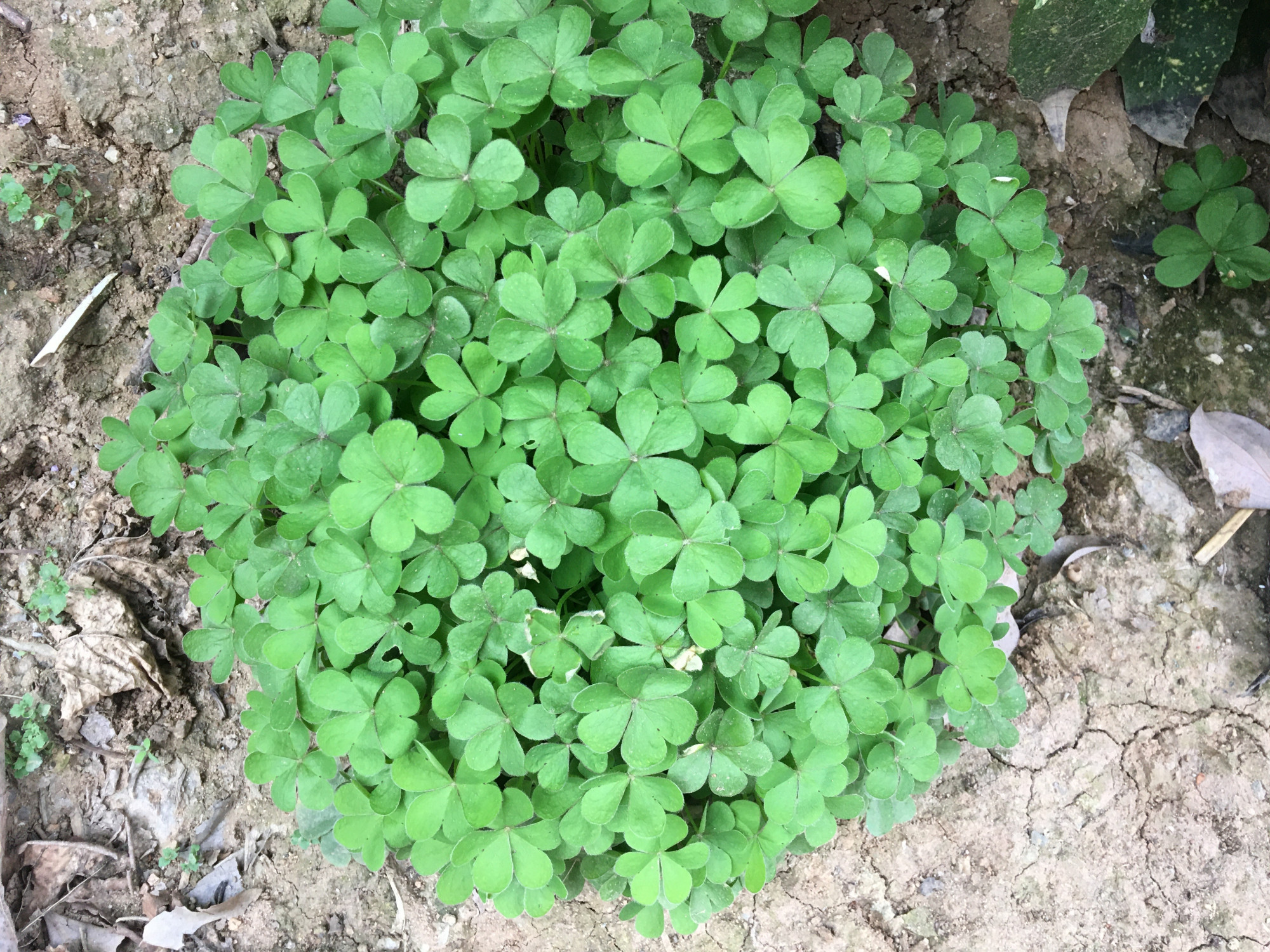 普通三叶草也可以养老桩,三叶草怎么养成盆景