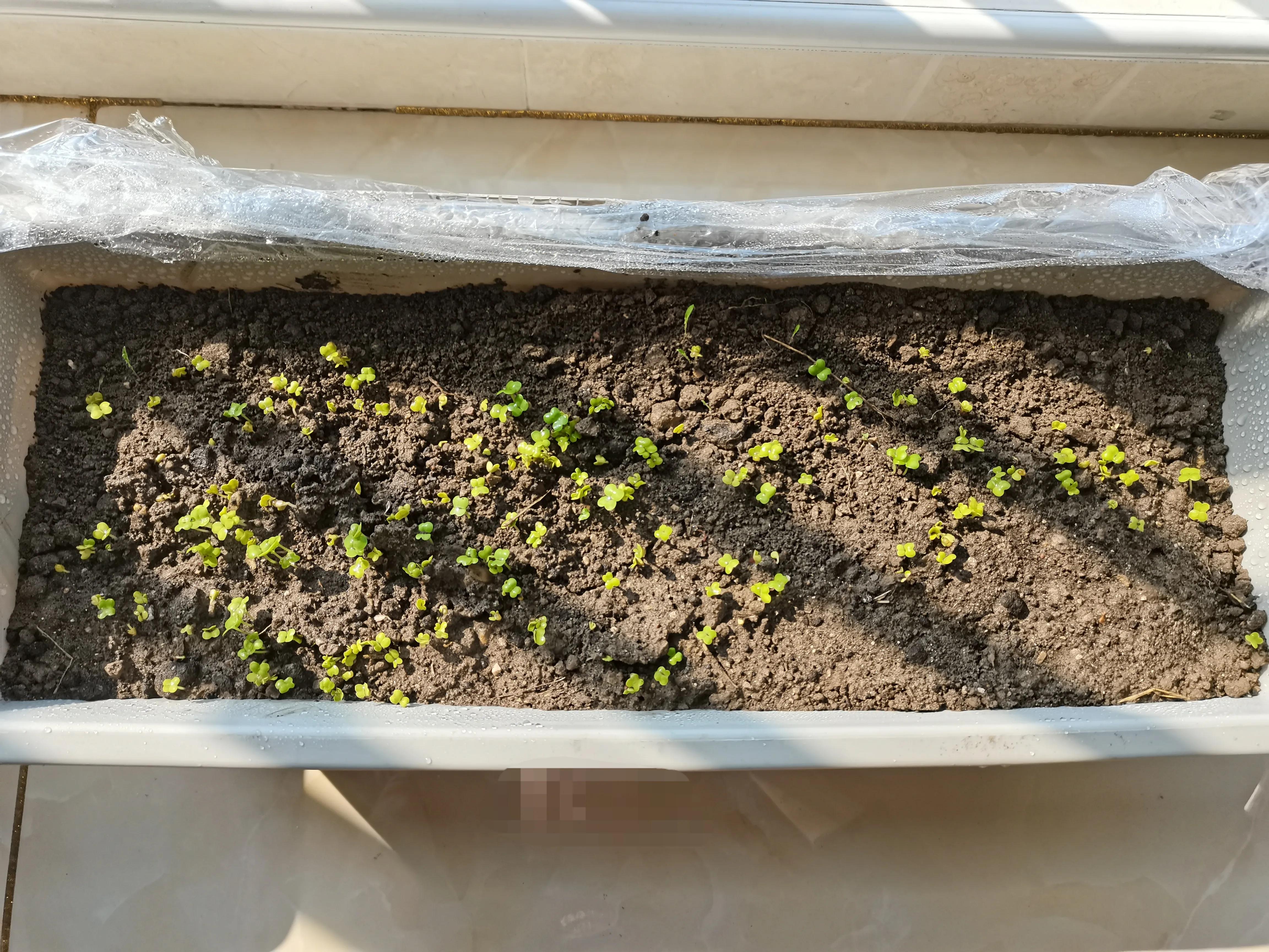 不要放弃农村的宅基地,不要放弃自己的农村宅基地