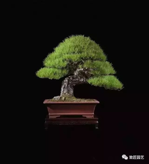 世界十大罕见花卉,世界名贵花卉高清大图