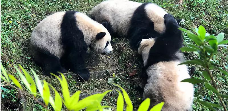 越来越多年轻人去成都重庆,大量年轻人到成都就业