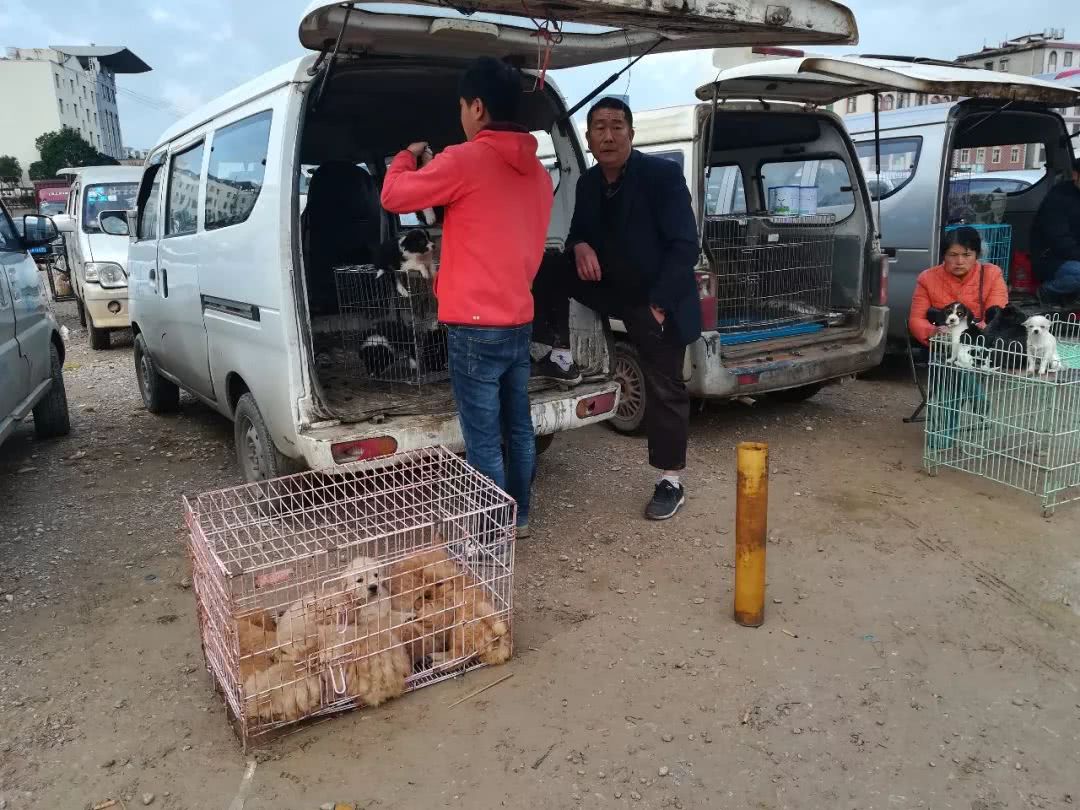 边境牧羊犬在狗市场怎么买,犬舍买边境牧羊犬