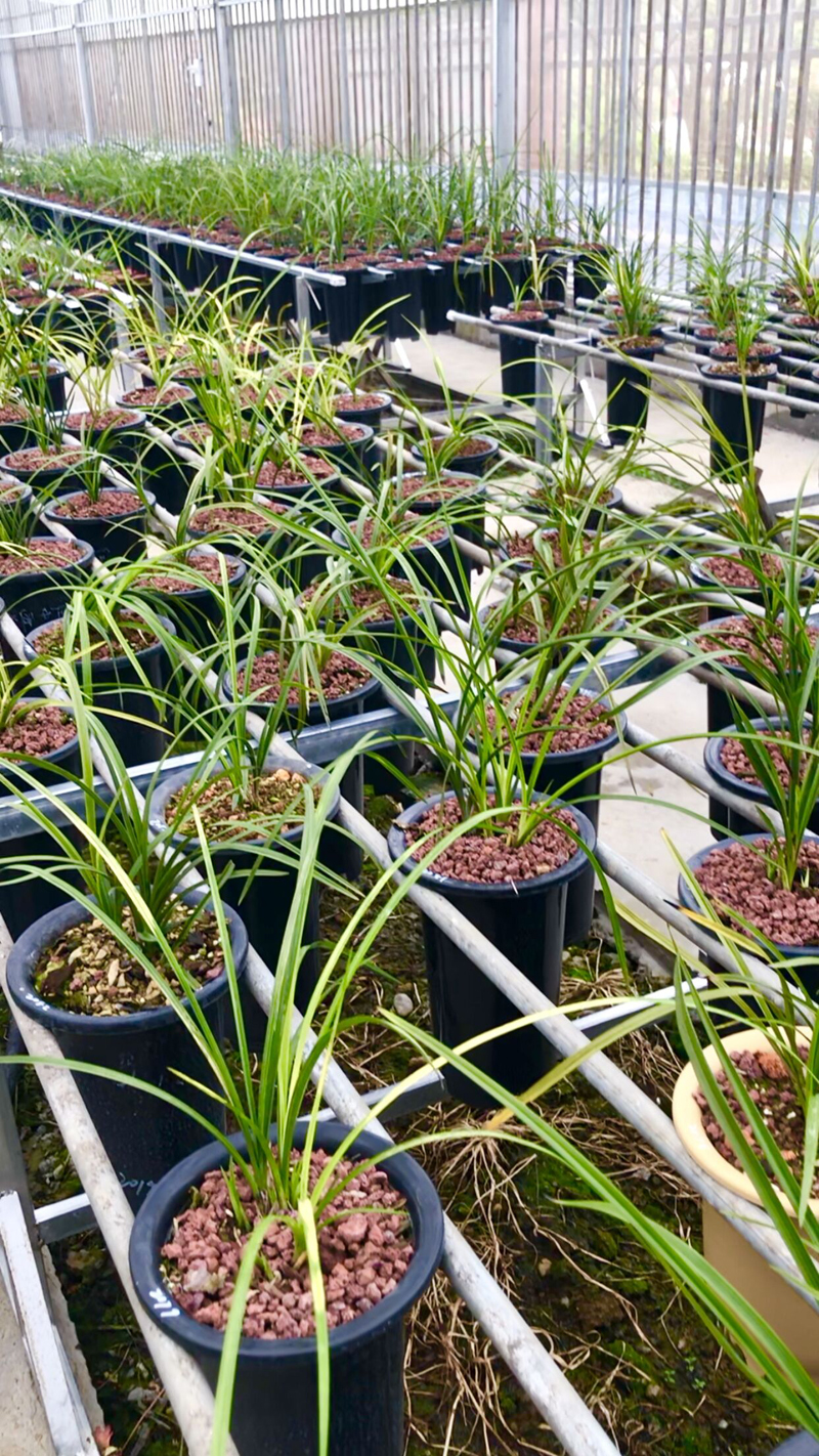 今年兰花价格下跌的原因,野生兰花为什么那么贵