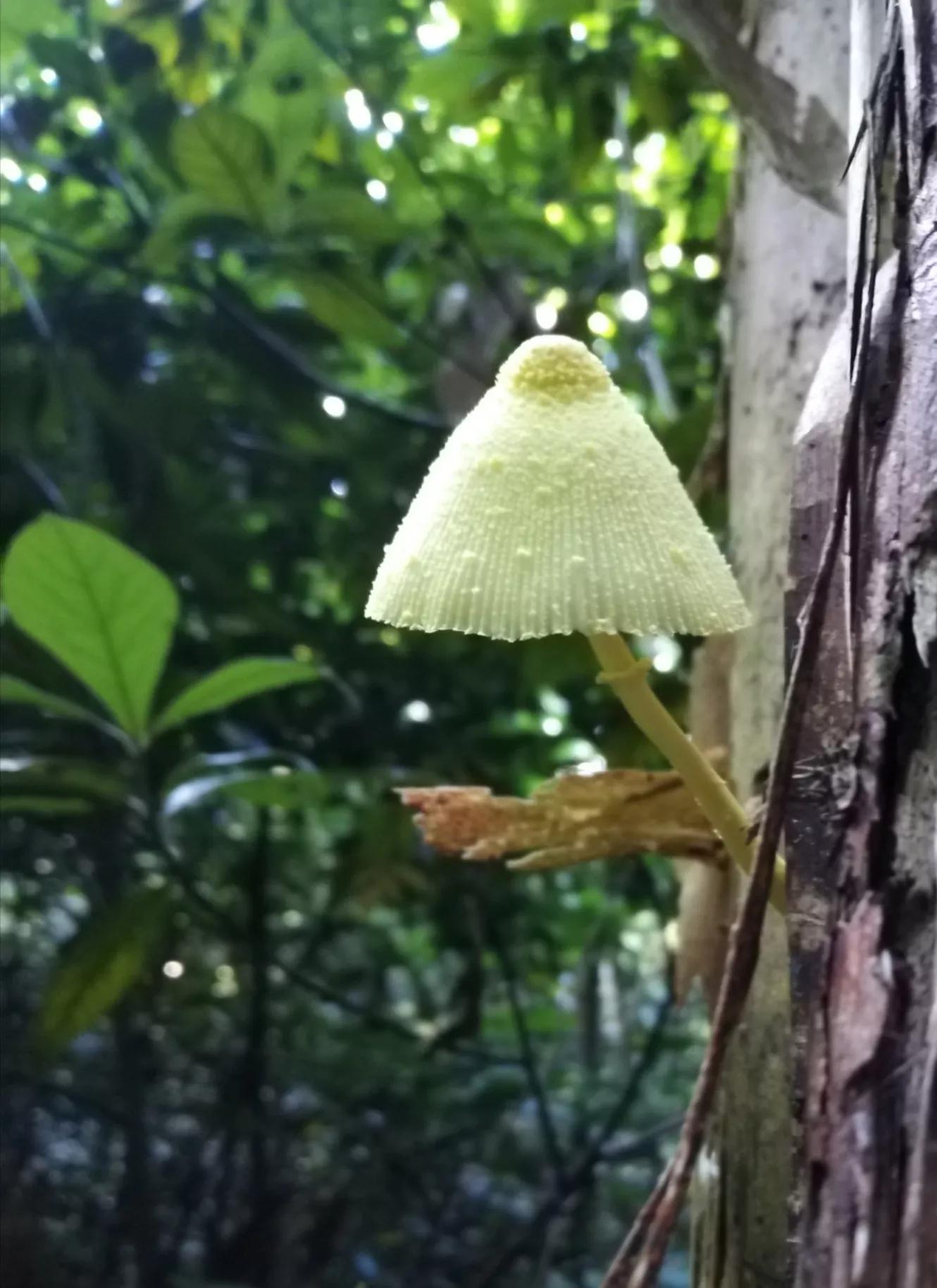 发现大自然的美的作文500字,发现大自然的美一篇作文