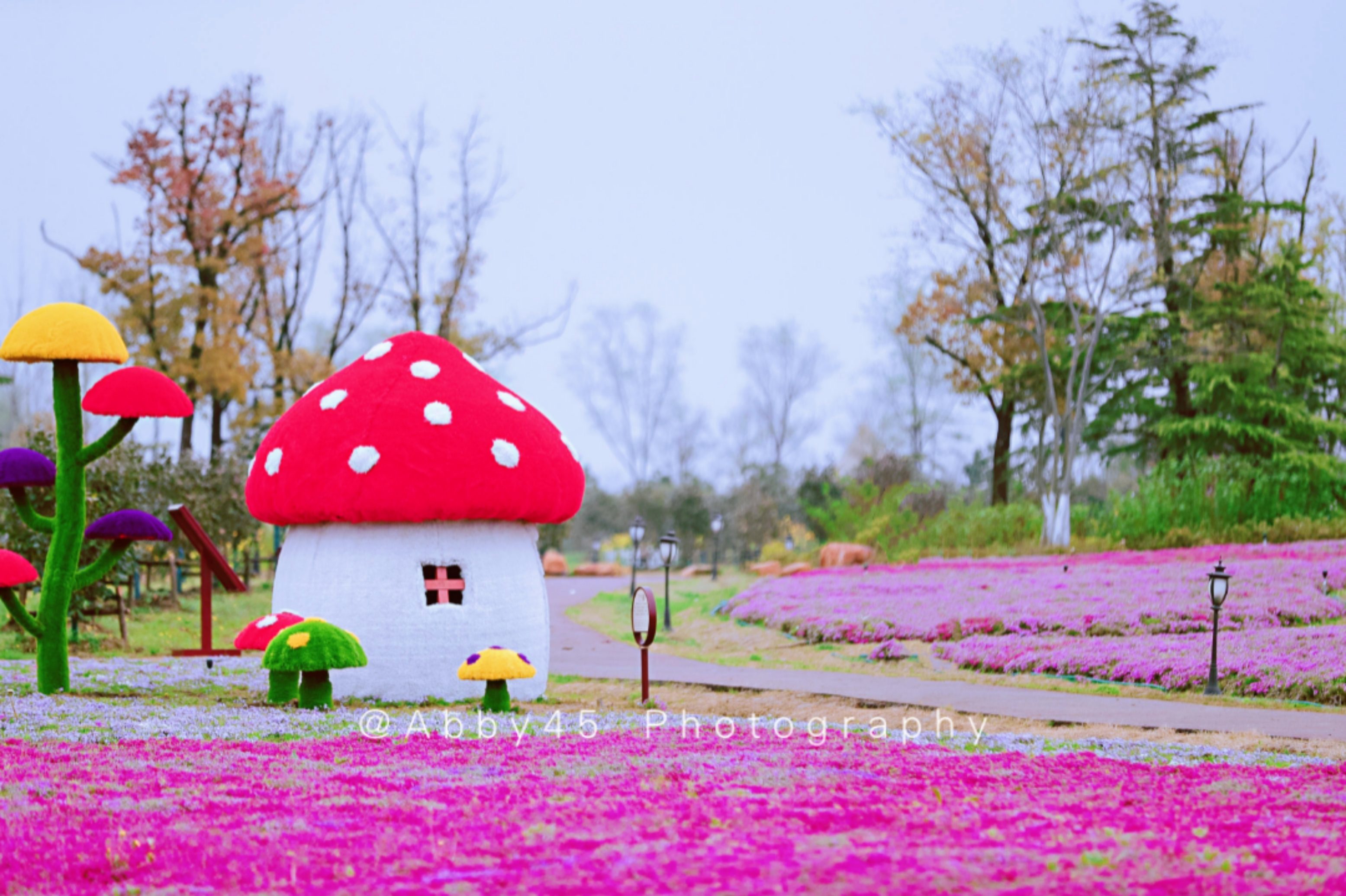 淮安四季花海,五一避开人群小众旅游地