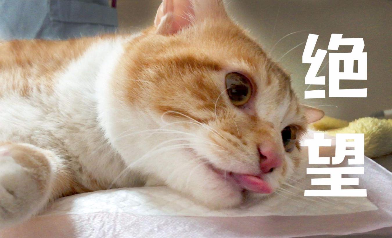 猫咪绝育手术后需要怎么护理,猫咪绝育手术后该如何护理才正确