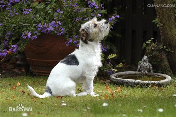 宠物狗小型犬品种排名大全及图片,性格温顺的小型犬有哪些