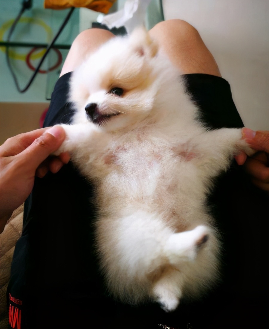 博美养犬指南,一个多月的博美怎么饲养和喂食