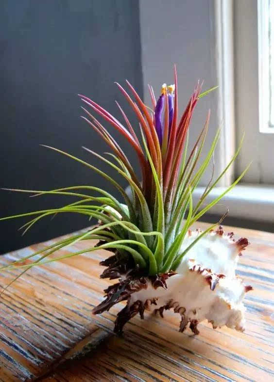 空气凤梨无土懒人植物桌面盆栽,好养懒人绿植推荐一下盆栽