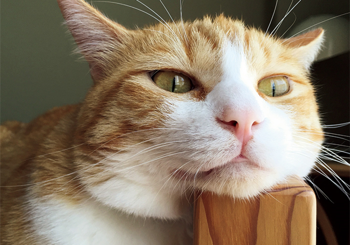 猫咪费洛蒙对猫有危害吗,猫咪费洛蒙使用注意事项