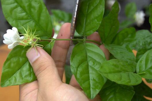 6月养茉莉花，十天浇一次“臭水”，花苞满枝，花香浓郁飘满屋