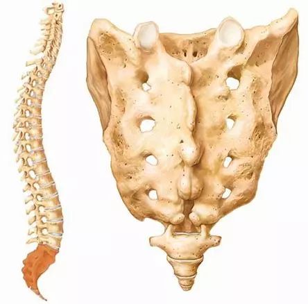 力量训练中腰带的选择与佩戴——全面指南