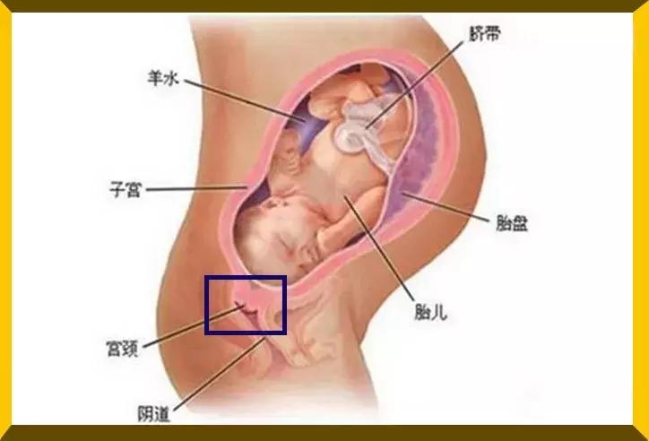 赵丽颖产子后现状,赵丽颖哪年产子