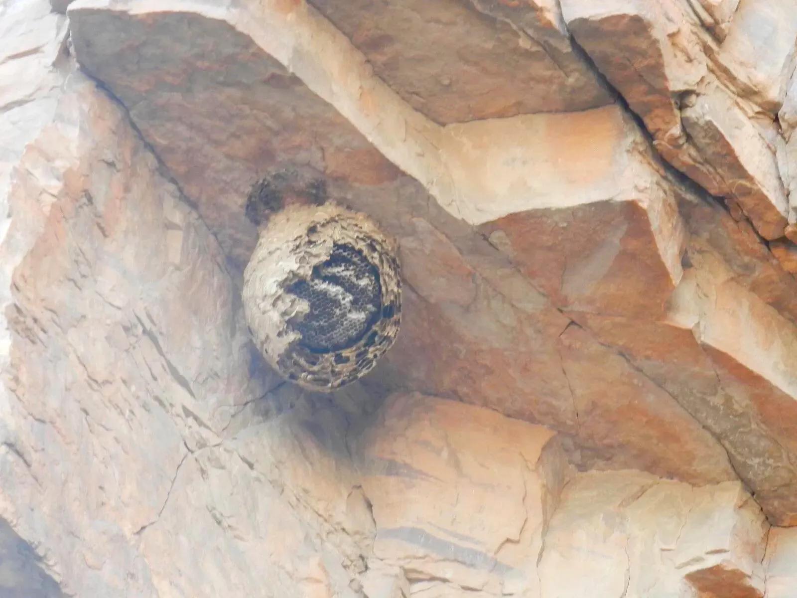 在山里迷路遇到狐狸,在山里迷路遇到了好漂亮的小姑娘