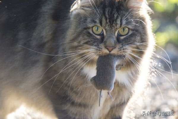 澳大利亚野猫有多凶悍,澳洲野猫有多凶猛