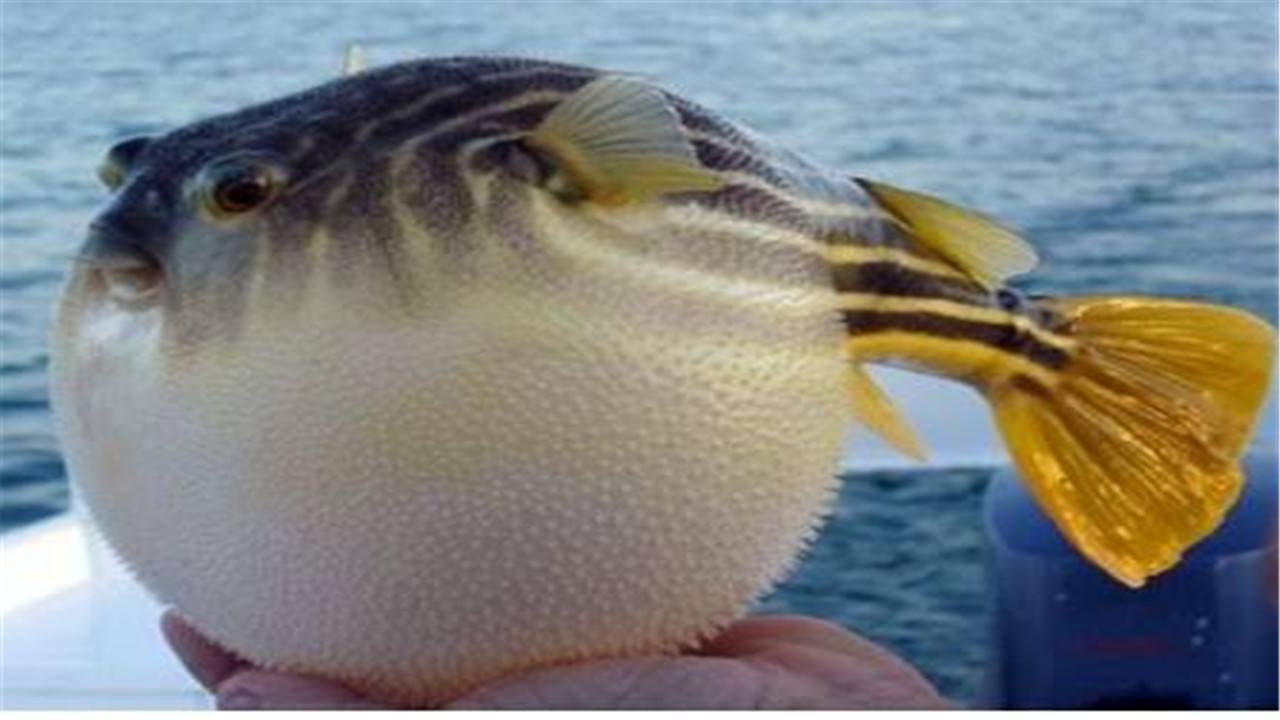 河豚怎么养殖最好,河豚的养殖技术视频