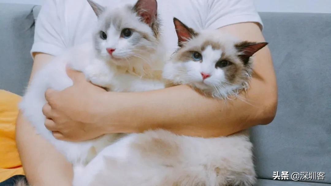 何以解忧唯有撸猫小说免费,金渐层何以解忧唯有撸猫