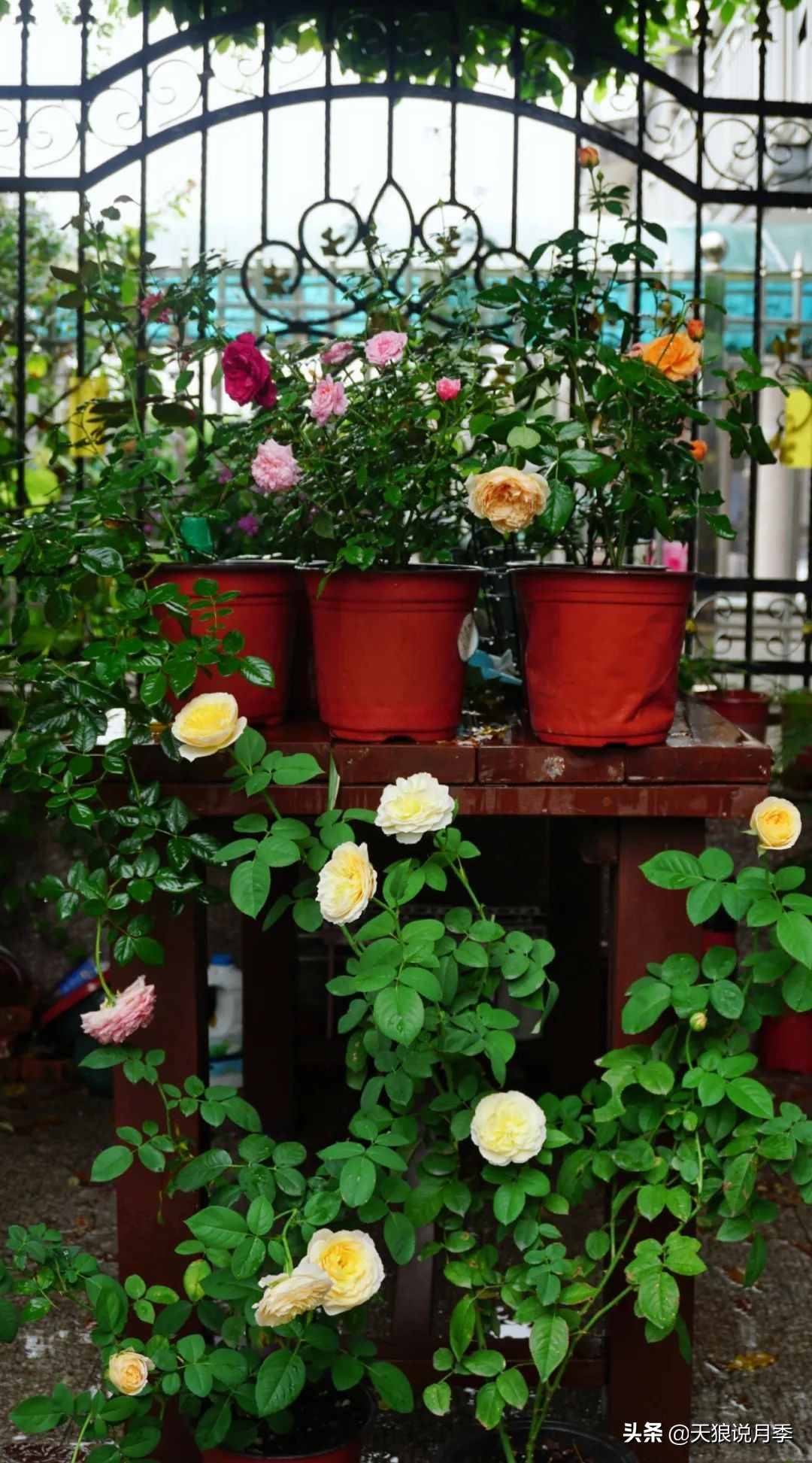 不用再羡慕别人家的院子,庭院养护全攻略