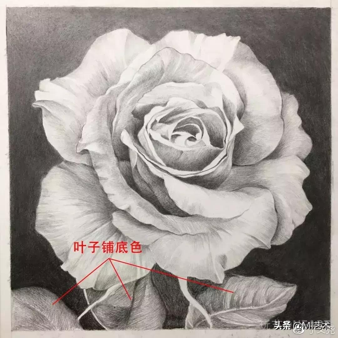 玫瑰花素描临摹高清图片,素描教程画花朵
