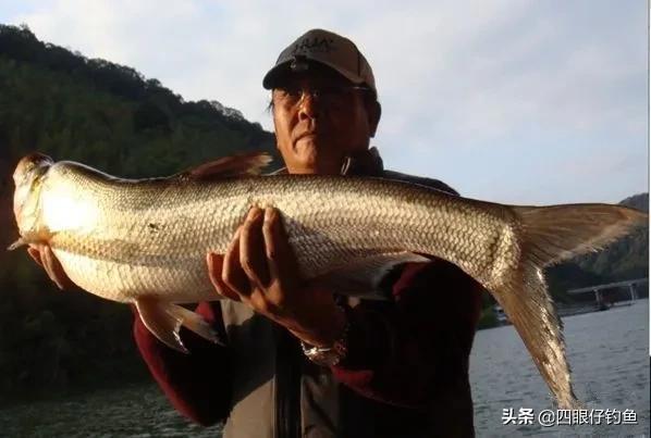 化绍新终身垂钓大师,钓鱼大师易哲