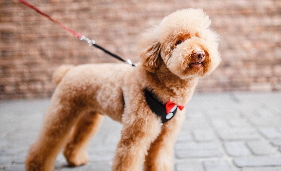 泰迪毛色怎样变亮,泰迪毛色如何才能变深