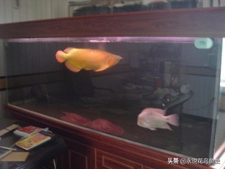 观赏鱼养殖技术论坛,观赏鱼鱼友交流