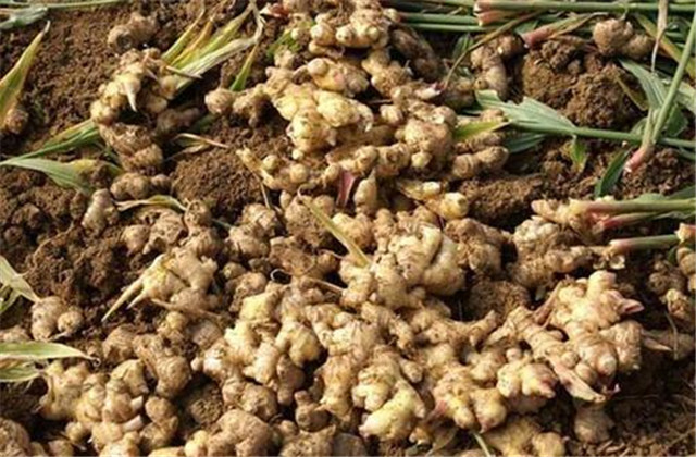 生姜最新栽培方法和技术要点,生姜栽培技术