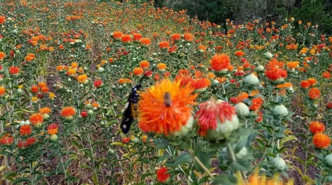 创业故事分享卖花,创业故事茶叶