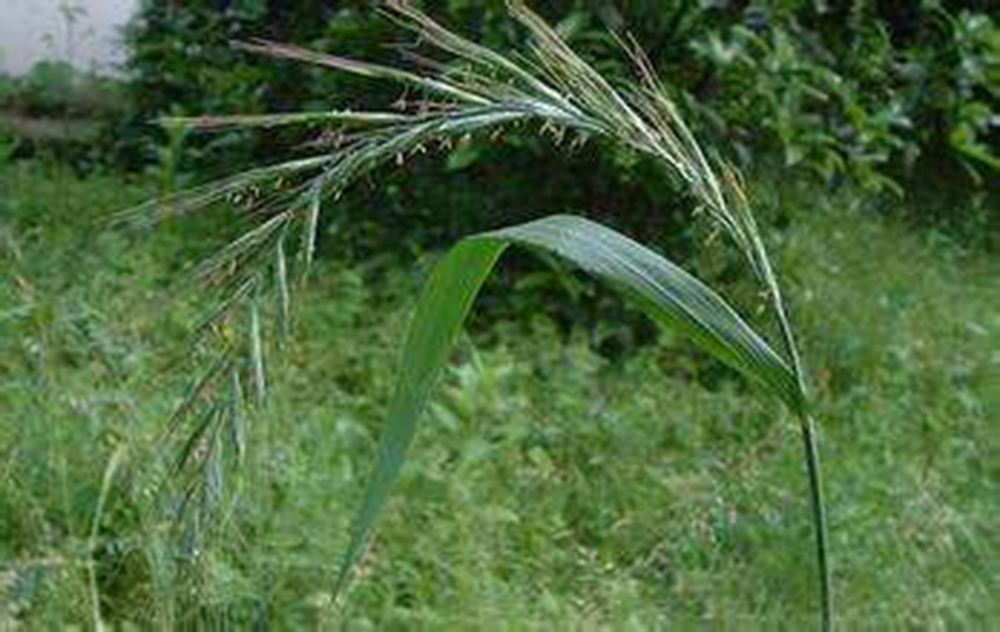 四子王旗羊肉卷,四子王旗染头发