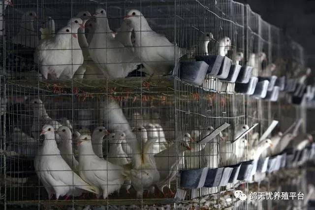 最近养鸽业行情如何,目前养鸽行情如何