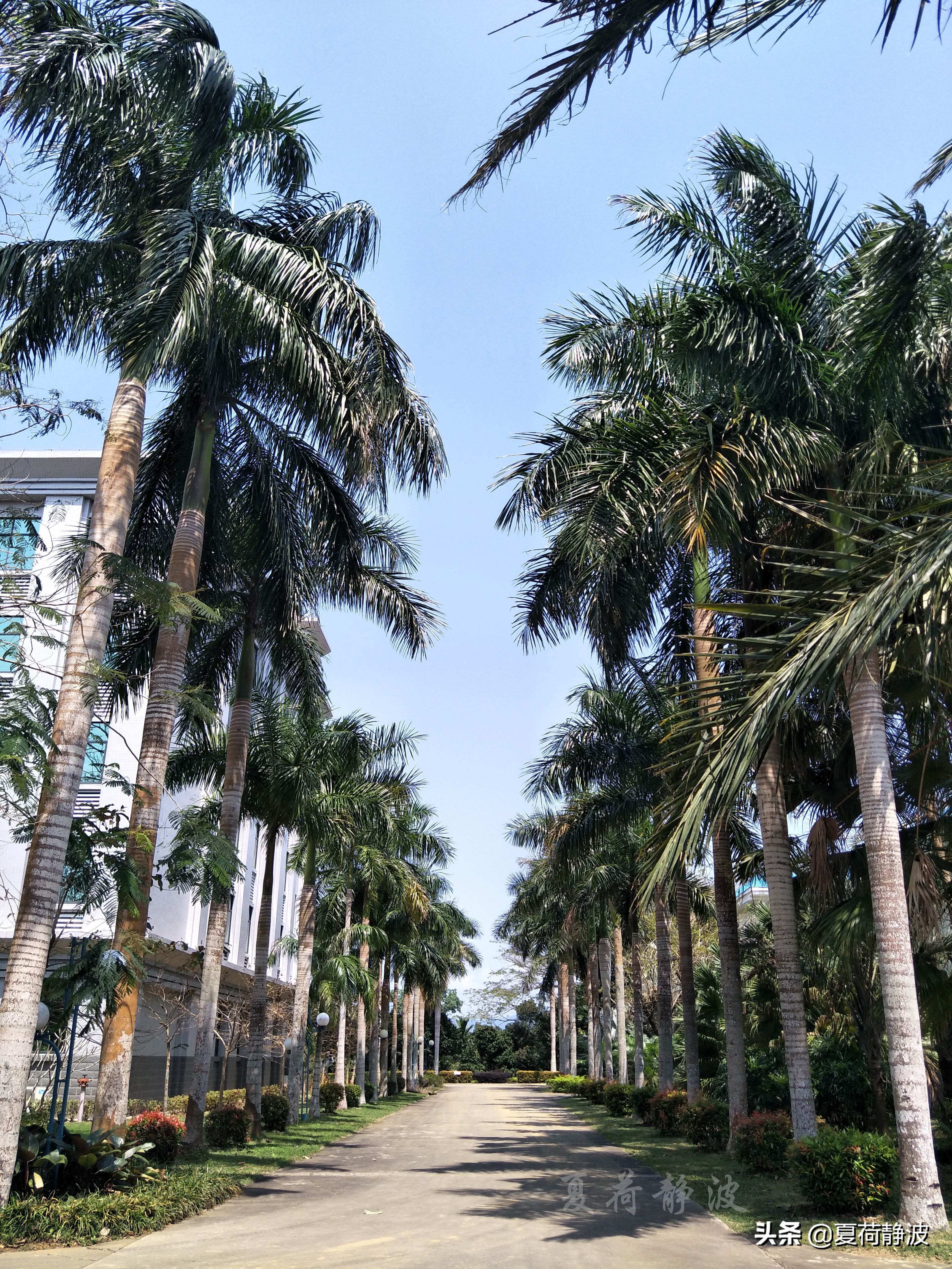 兴隆热带植物园攻略,万宁兴隆热带植物园