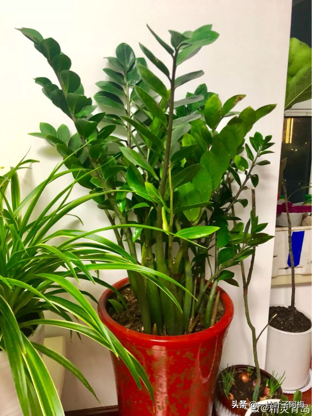 5个植物最招财,能开花又好养的植物又有寓意