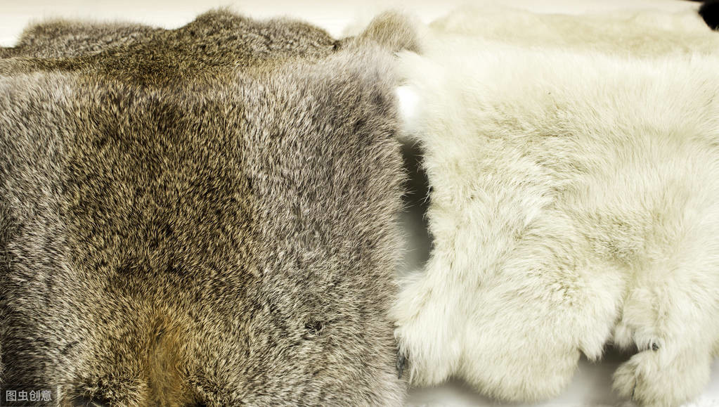 兔子究竟能有多可爱,兔子到底是怎么发展起来的