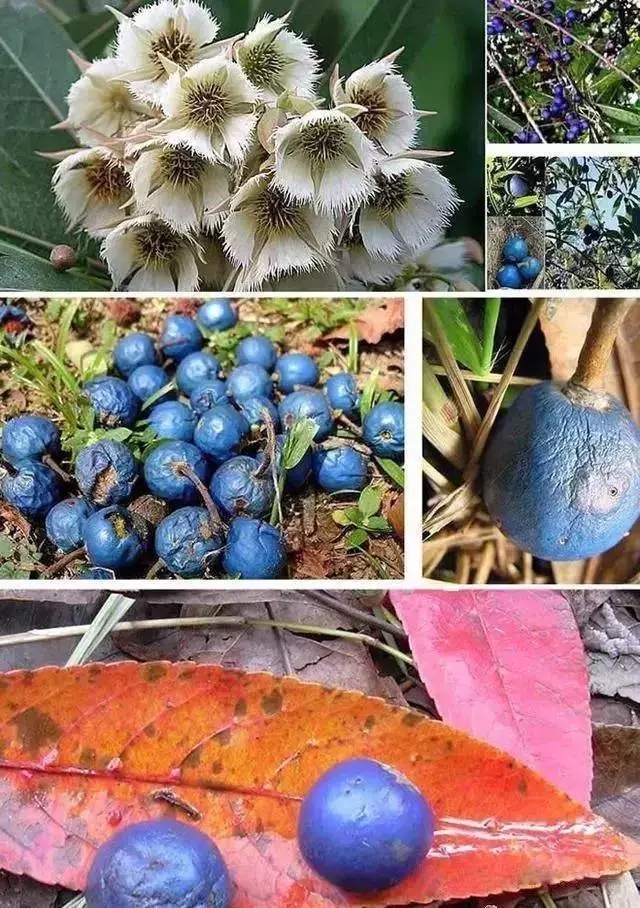 金刚菩提竟然会被减肥几次？这件事您知道吗