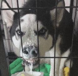 通便茶润肠通便有危害吗,通便茶减肥有危害吗