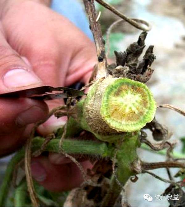 西瓜病虫害一本通表,西瓜红薯种植病虫害防治