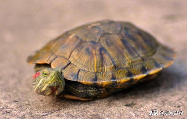 孩子被乌龟咬了需不需要打疫苗,乌龟需要打疫苗吗