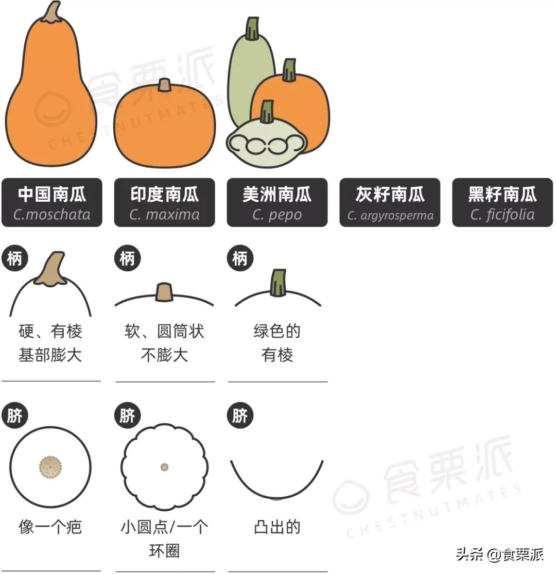 为什么有的南瓜有籽不好吃,为什么有的南瓜没籽
