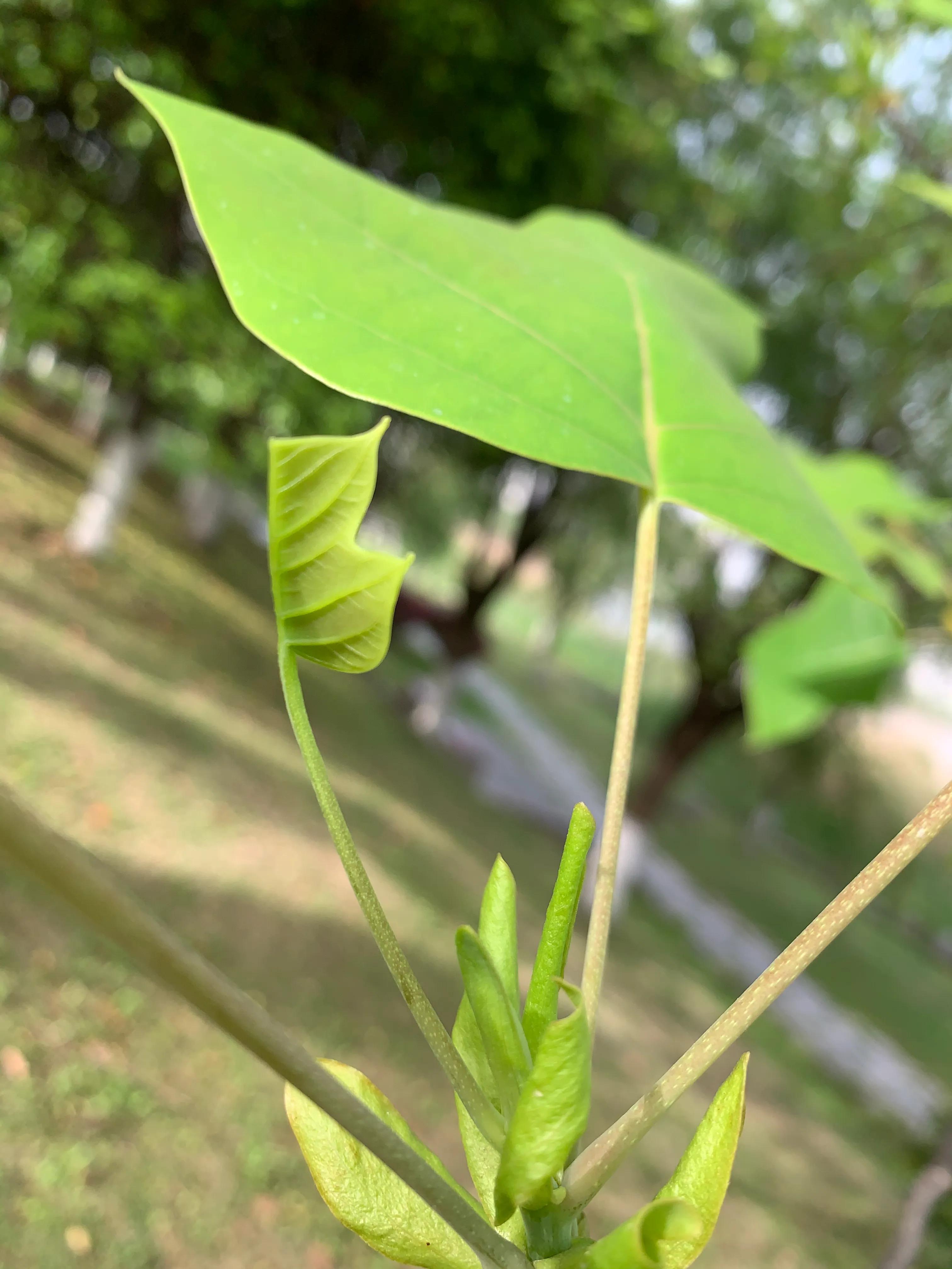 像鹅掌楸的树,小叶鹅掌楸大树