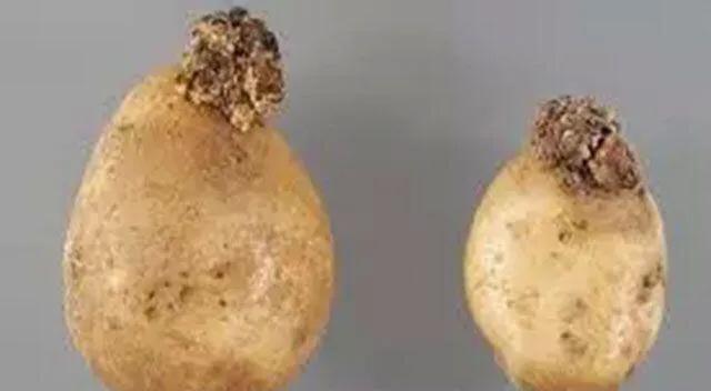 马铃薯这几种病害你都会认吗?认清了以后教你怎么治!(二)