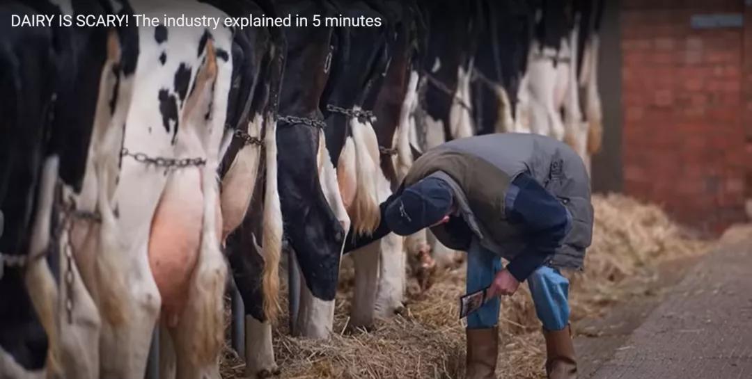 好喝又营养的燕麦奶,无糖燕麦奶