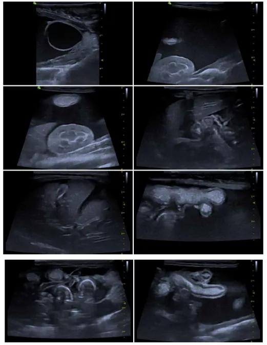 猫咪生病铲屎官上班怎么办,铲屎官治什么病