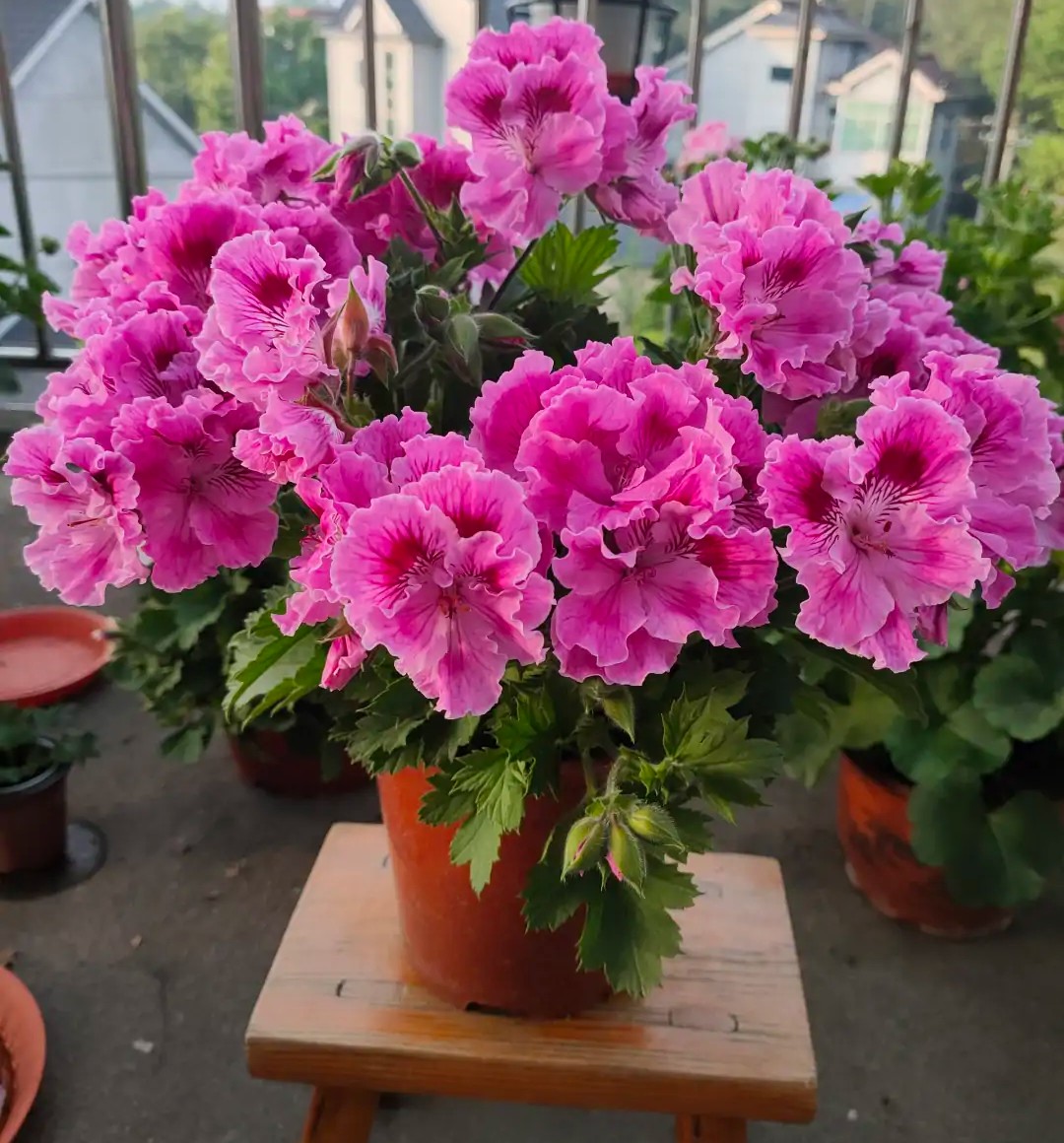 花肥自制有机肥,养花自制花肥