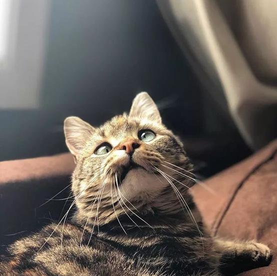 虎斑猫体弱多病,虎斑猫眼睛不圆