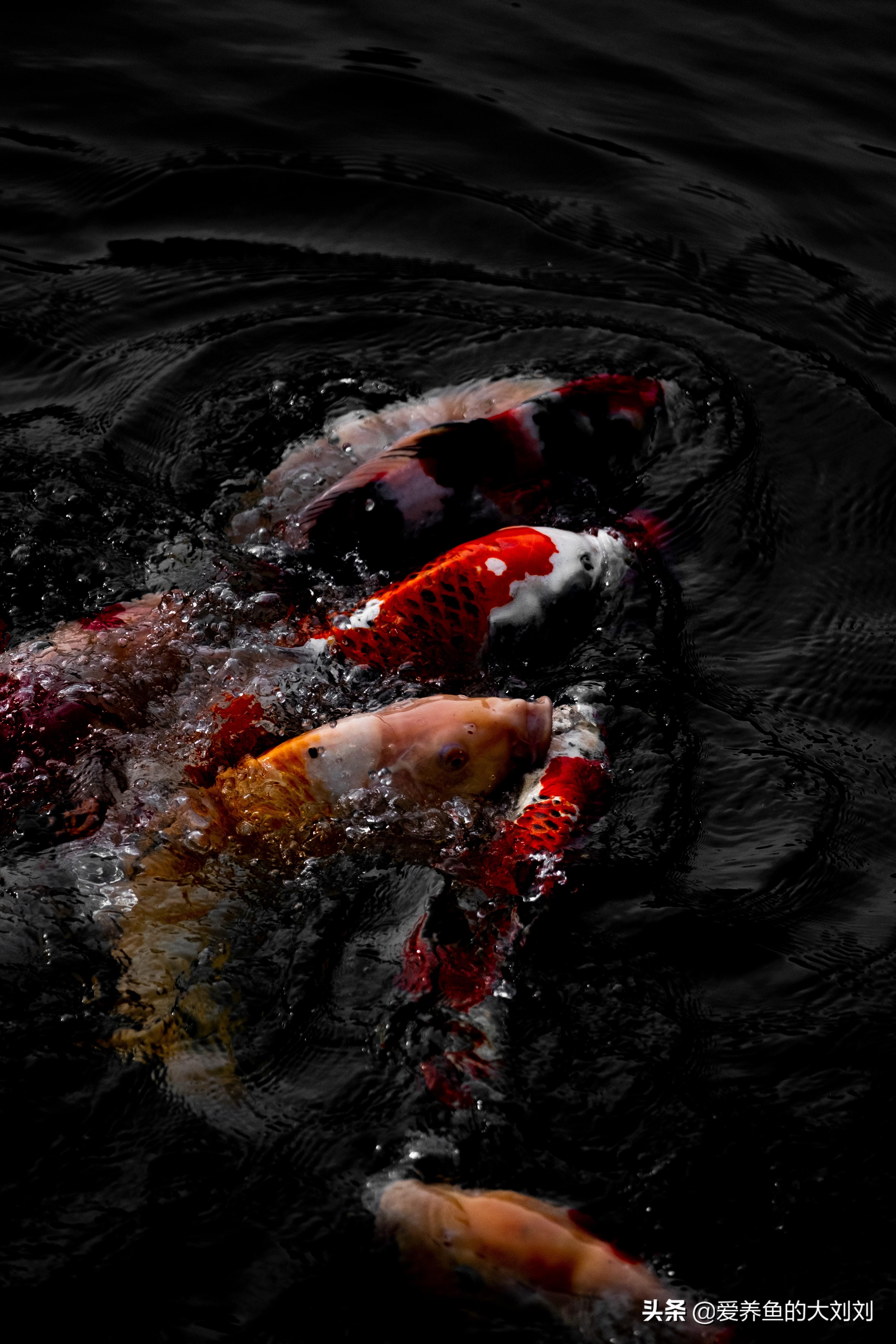 锦鲤水温低需要喂鱼食吗,锦鲤除了喂鱼粮之外喂什么长得快