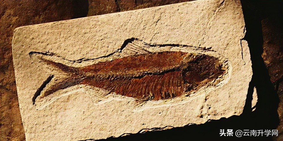 张雪峰十大冷门专业就业前景,北大清华冷门专业就业去向