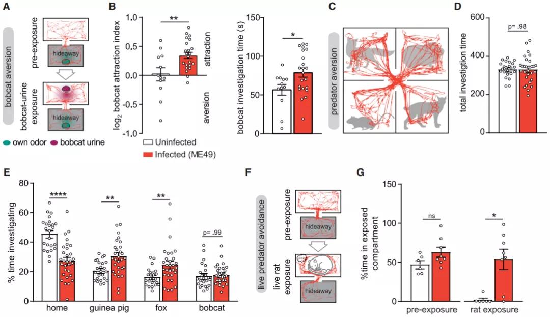 老鼠怕猫吗科学实验,什么老鼠不怕猫脑筋急转弯