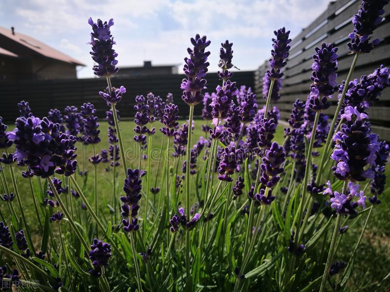 夏天院子蚊虫多咋办,庭院蚊虫多怎么办有何妙招